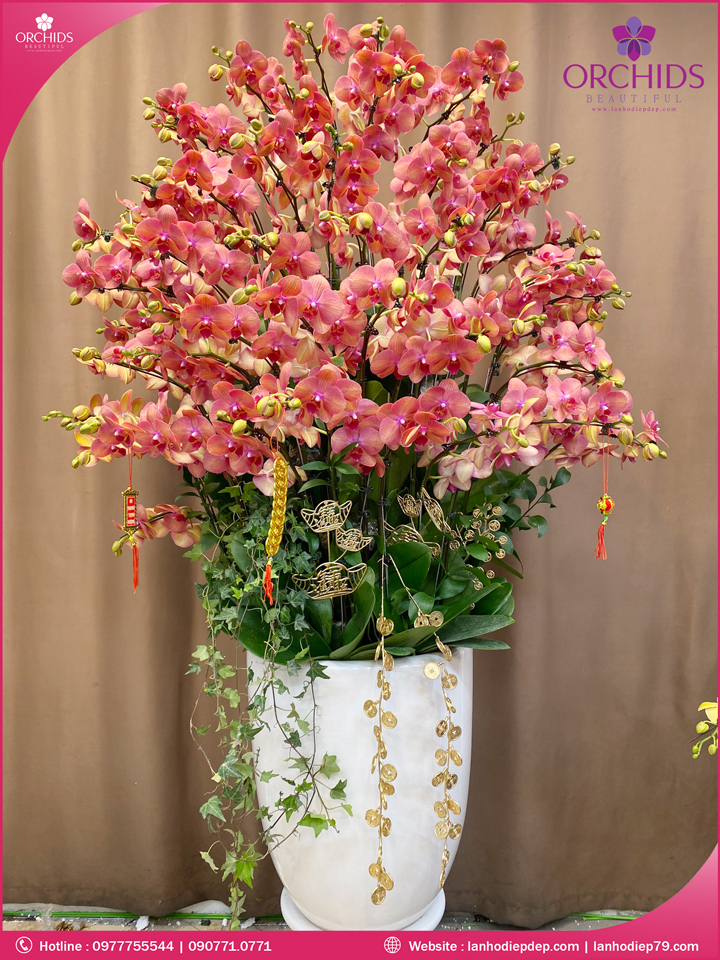 Chậu hoa lan hồ điệp cam 60 cành