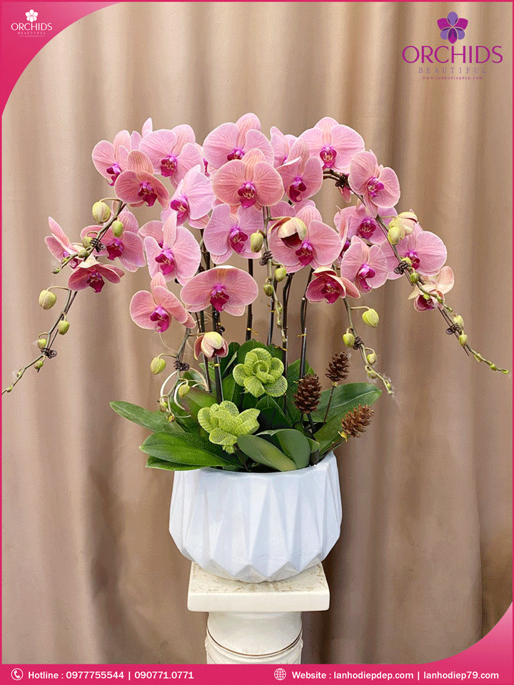 Chậu hoa lan hồ điệp cam 7 cành