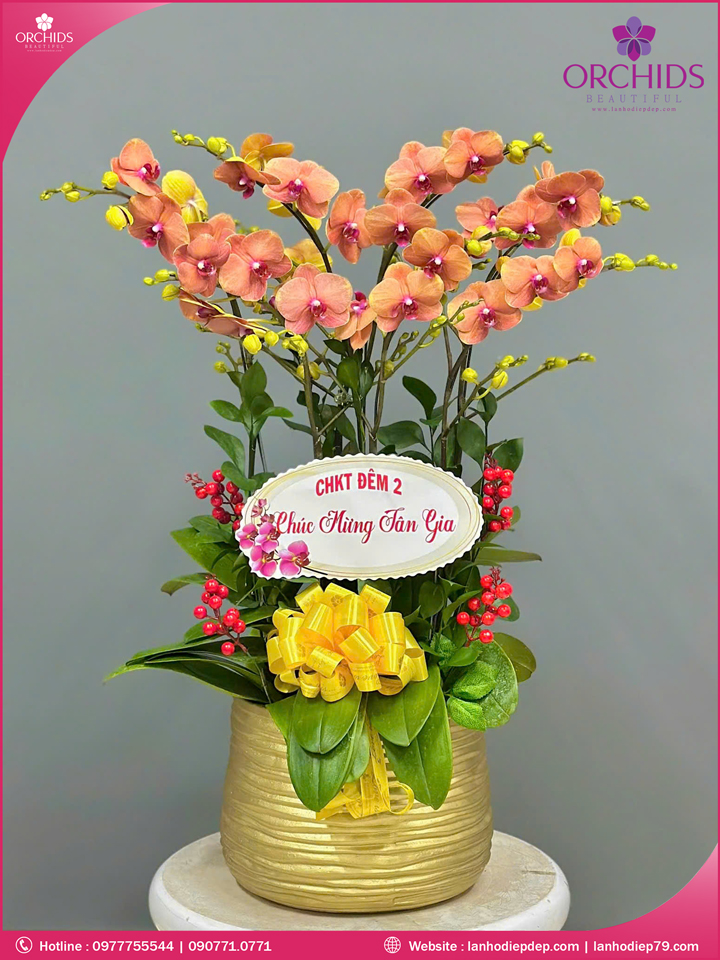 Chậu hoa lan hồ điệp cam 7 cành