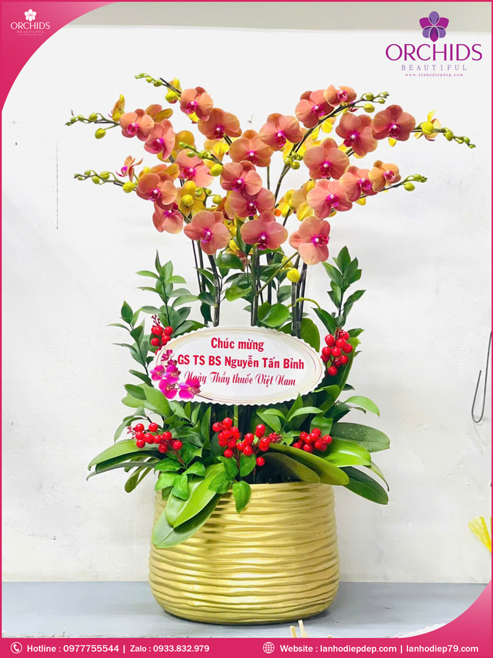 Chậu hoa lan hồ điệp cam 7 cành