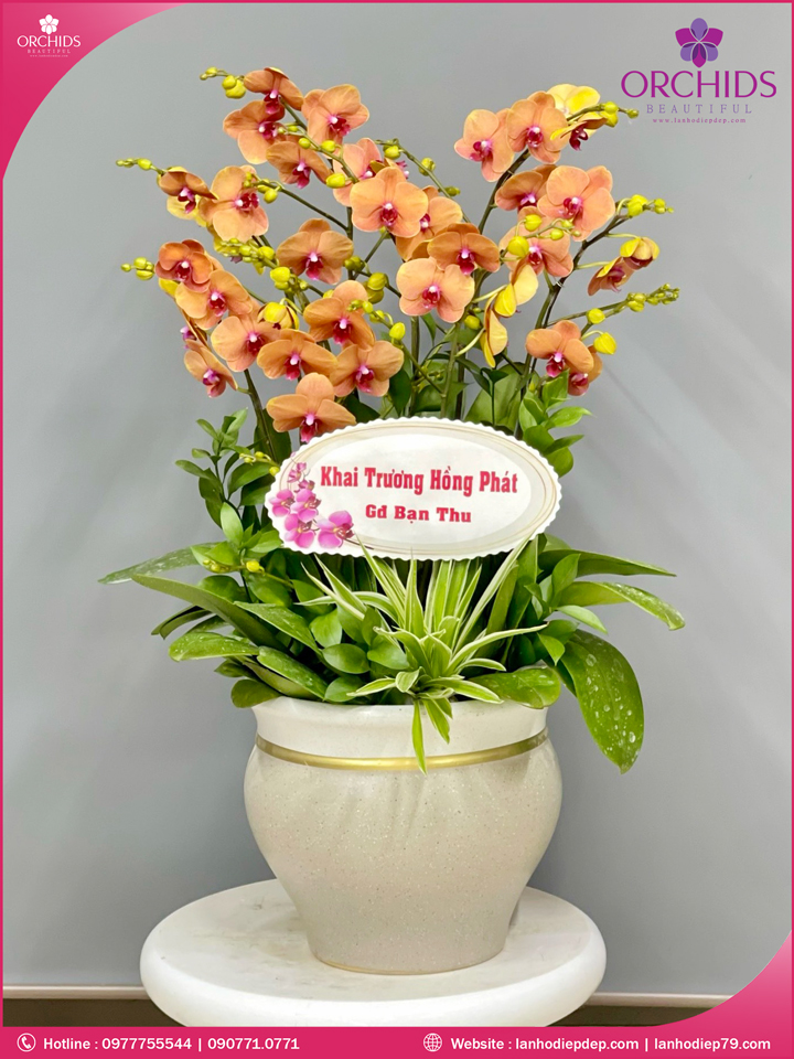 Chậu hoa lan hồ điệp cam 8 cành