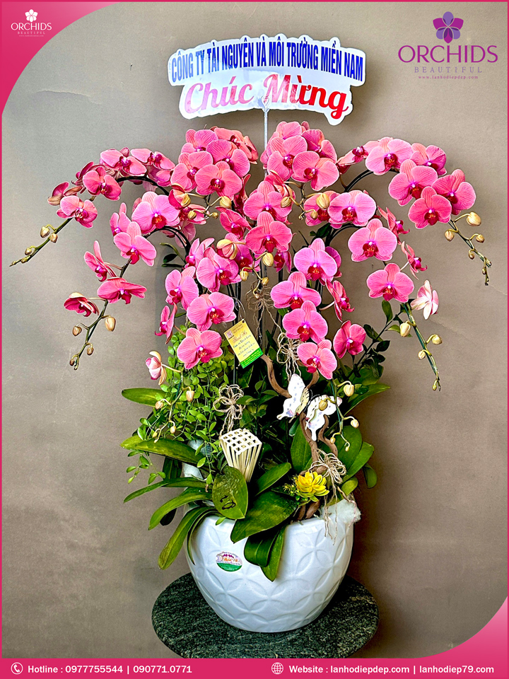 Chậu hoa lan hồ điệp cam 9 cành