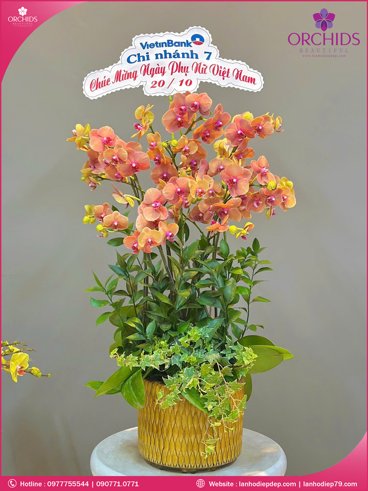 Chậu hoa lan hồ điệp cam 9 cành