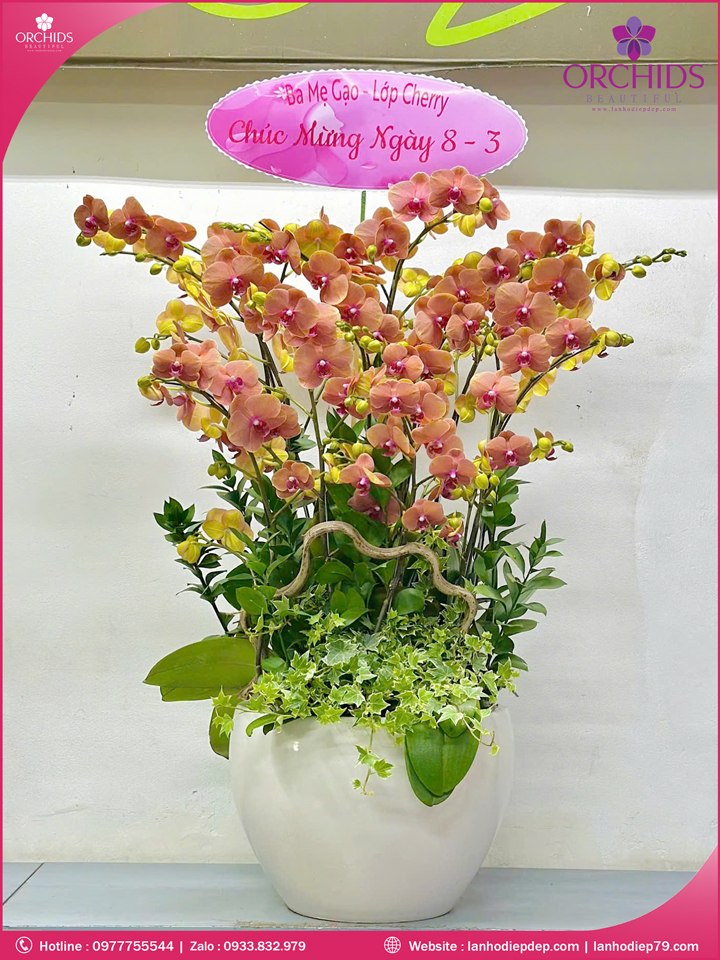 Chậu hoa lan hồ điệp cam 9 cành