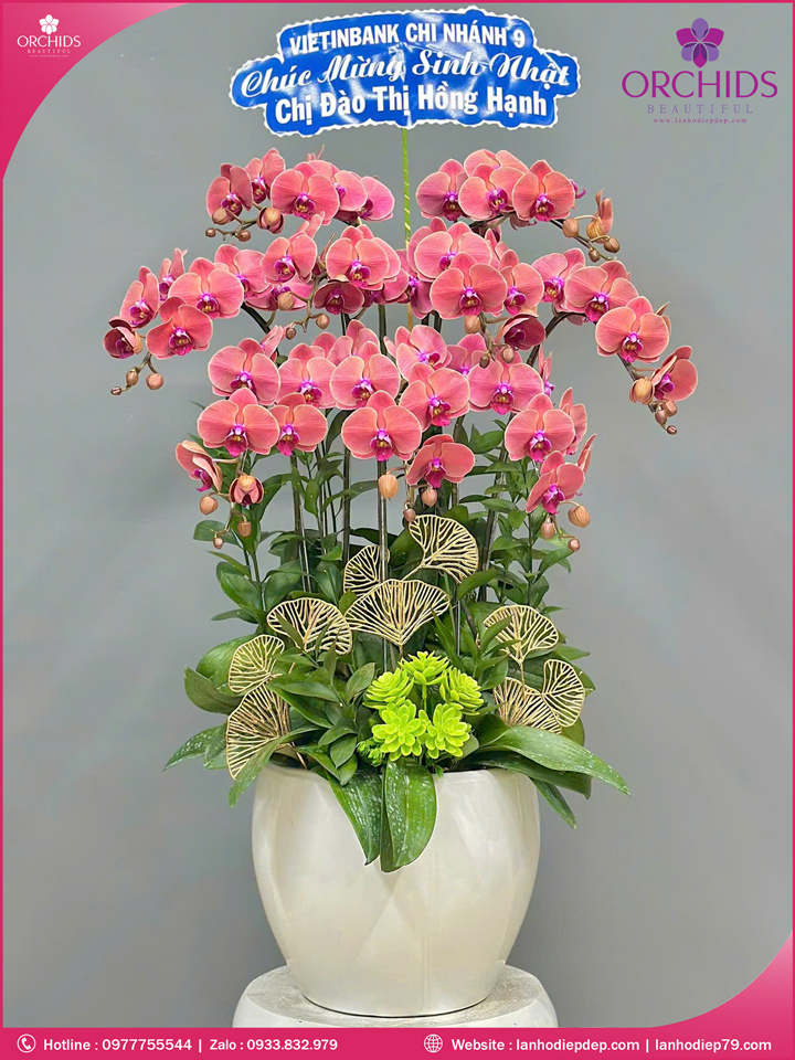 Chậu hoa lan hồ điệp cam 9 cành C85
