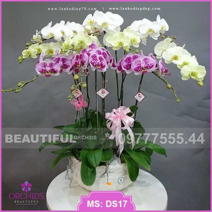 Chậu hoa lan hồ điệp 10 cành kết hợp 3 màu trắng, hồng điểm và xanh táo