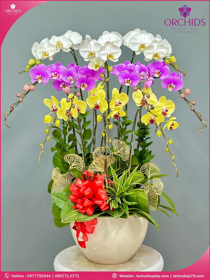 Chậu hoa lan hồ điệp đa sắc 10 cành