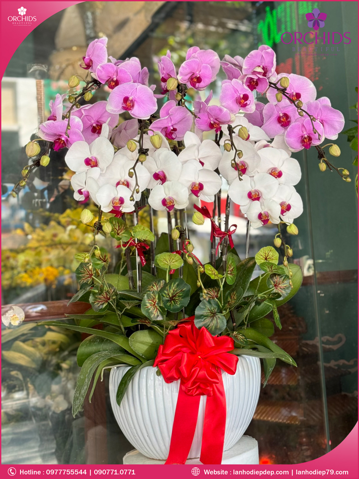 Chậu hoa lan hồ điệp đa sắc 10 cành