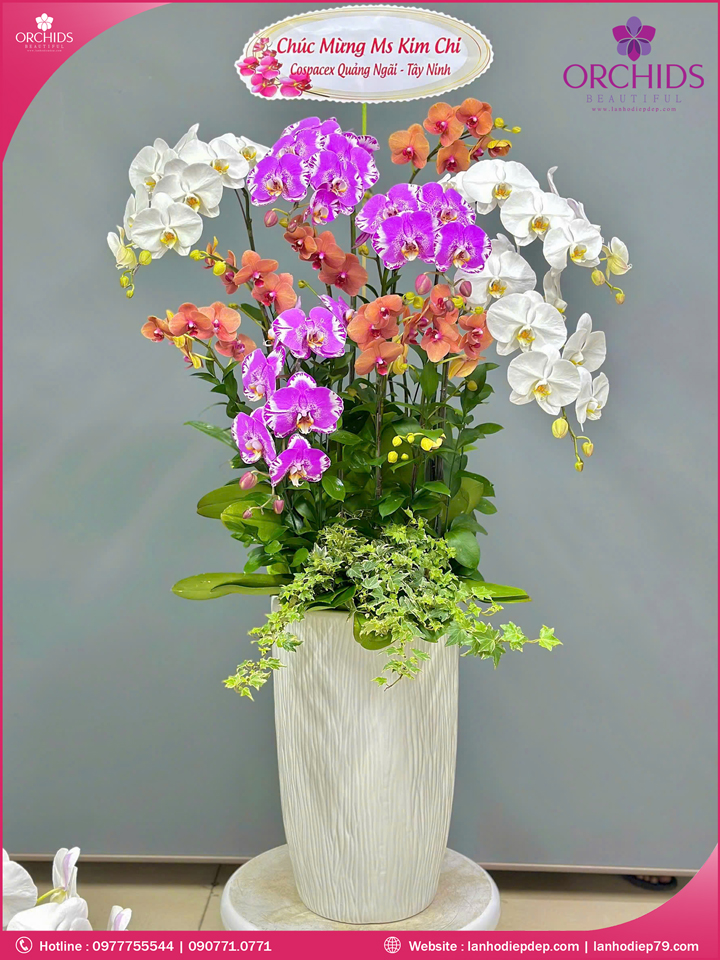 Chậu hoa lan hồ điệp đa sắc 10 cành