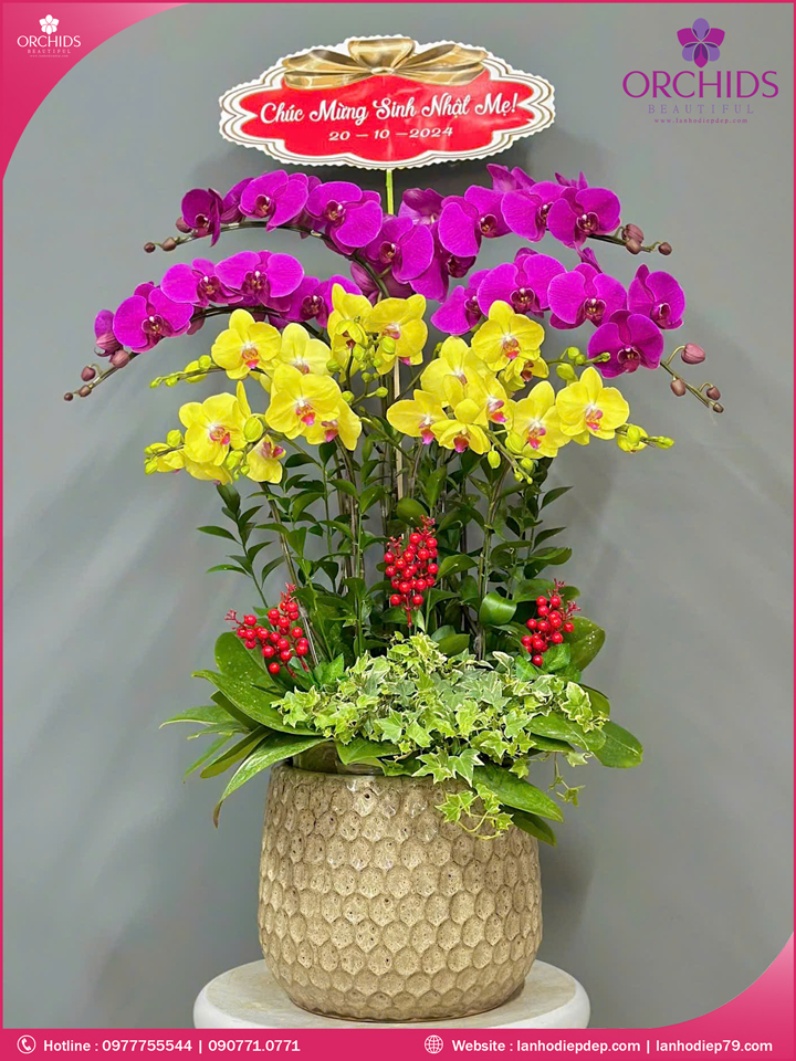 Chậu hoa lan hồ điệp đa sắc 10 cành