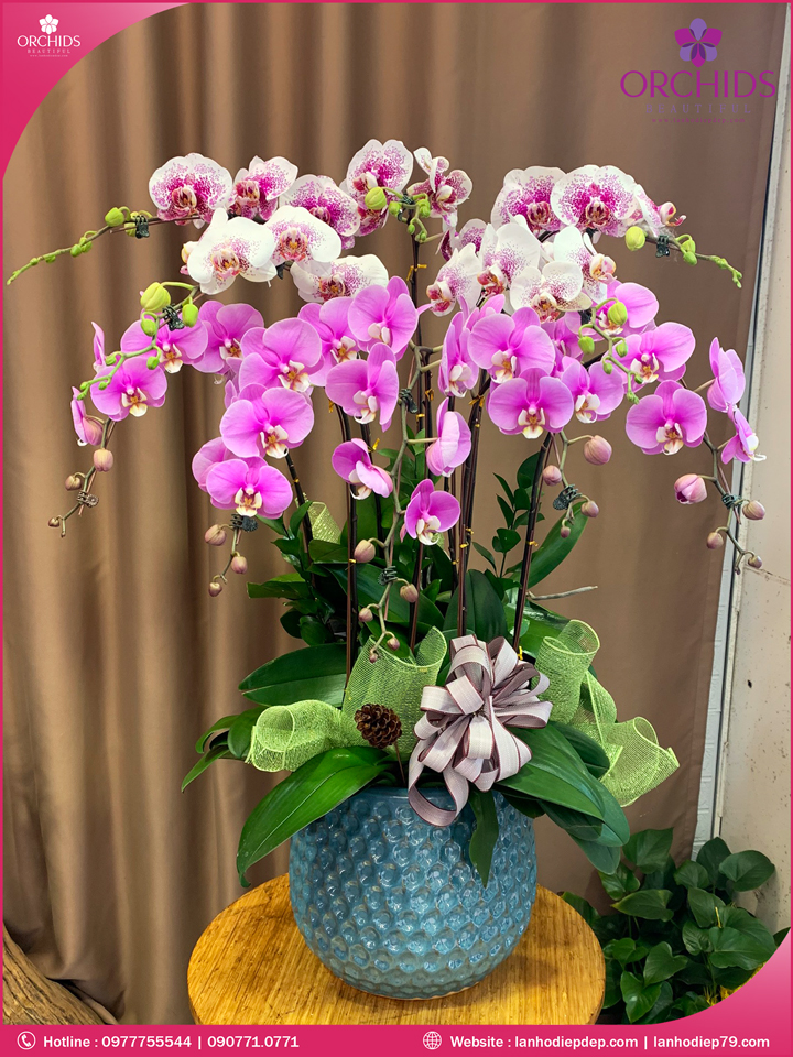 Chậu hoa lan hồ điệp đa sắc 10 cành