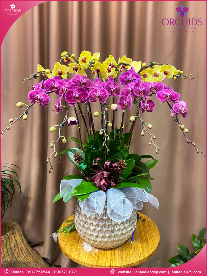 Chậu hoa lan hồ điệp đa sắc 10 cành
