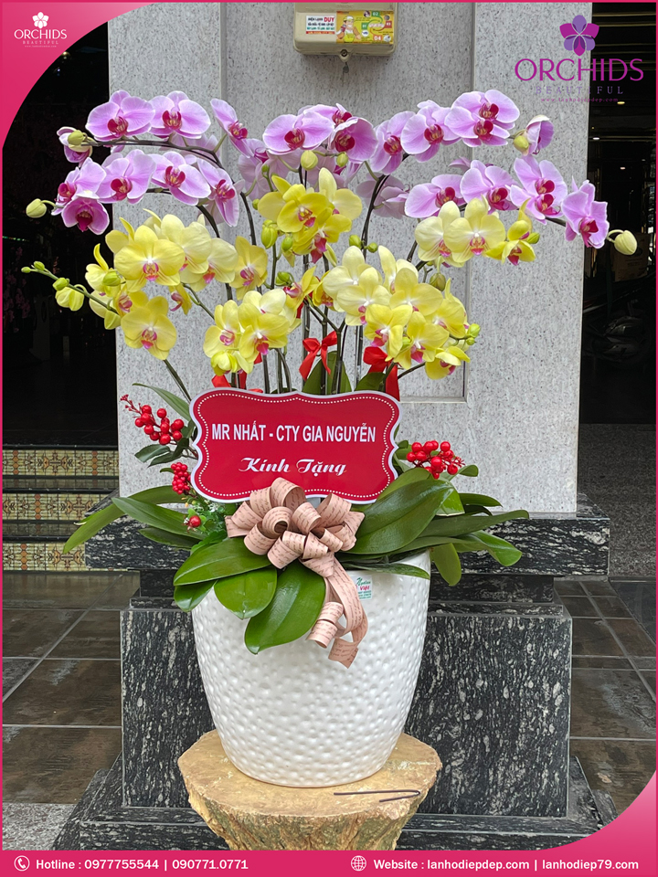 Chậu hoa lan hồ điệp đa sắc 10 cành