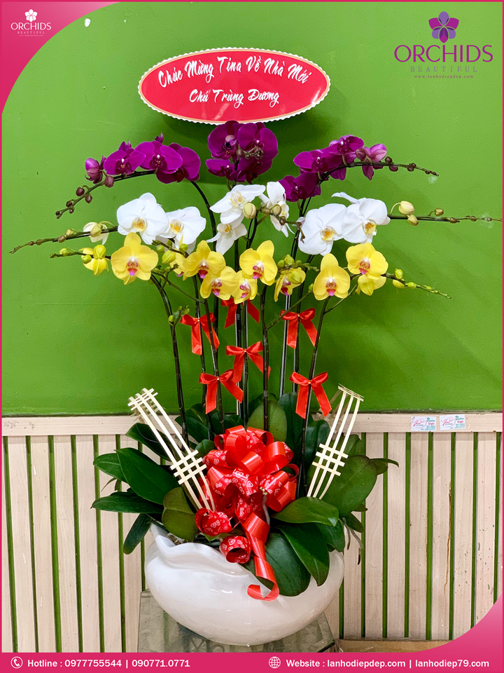 Chậu hoa lan hồ điệp đa sắc 10 cành