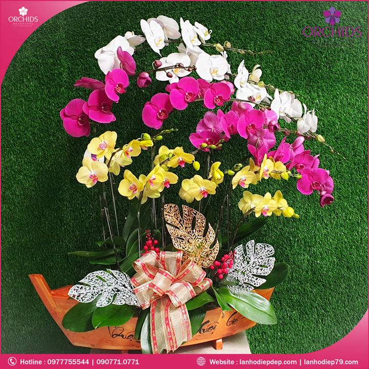 Chậu hoa lan hồ điệp đa sắc 10 cành