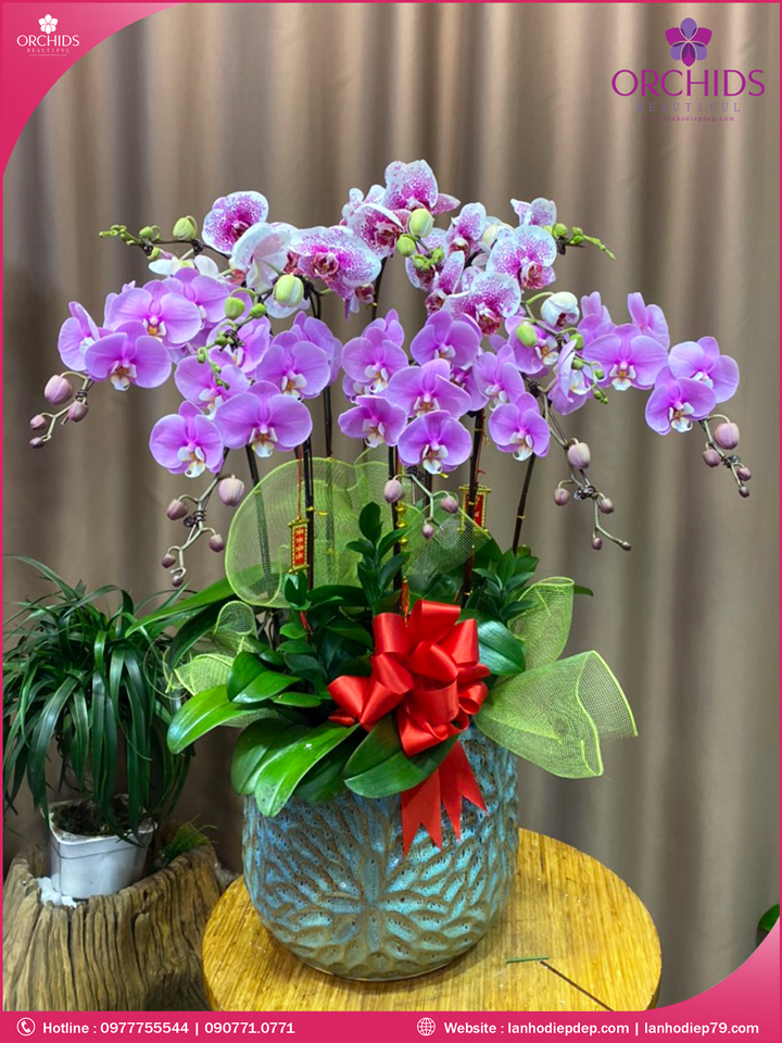Chậu hoa lan hồ điệp đa sắc 10 cành