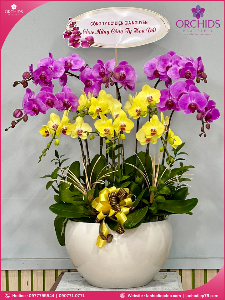 Chậu hoa lan hồ điệp hồng vàng 10 cành