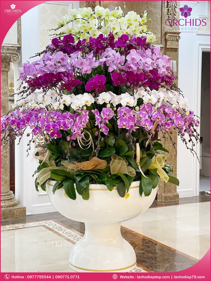 Chậu hoa lan hồ điệp đa sắc 100 cành