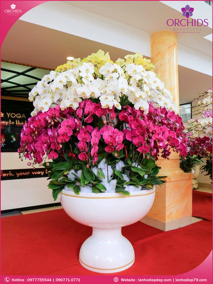 Chậu hoa lan hồ điệp đa sắc 100 cành