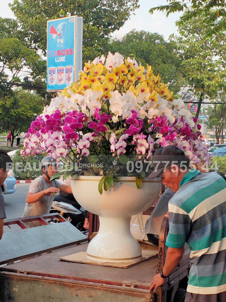 Chậu hoa lan hồ điệp Siêu Đẹp gồm 101 cành hoa đa sắc màu