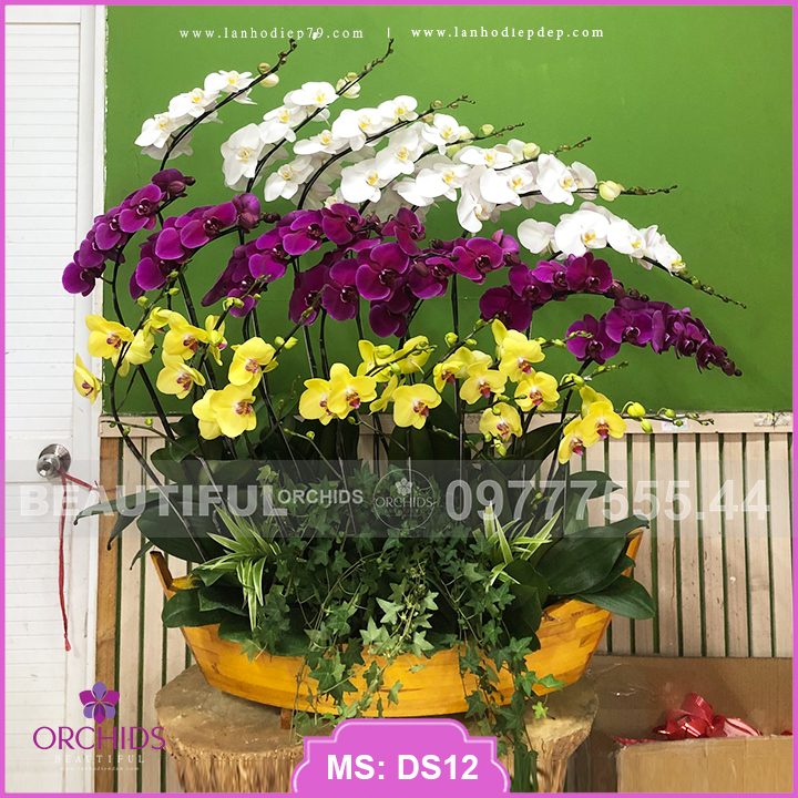 Lan hồ điệp cắm chậu thuyền gỗ siêu đẹp