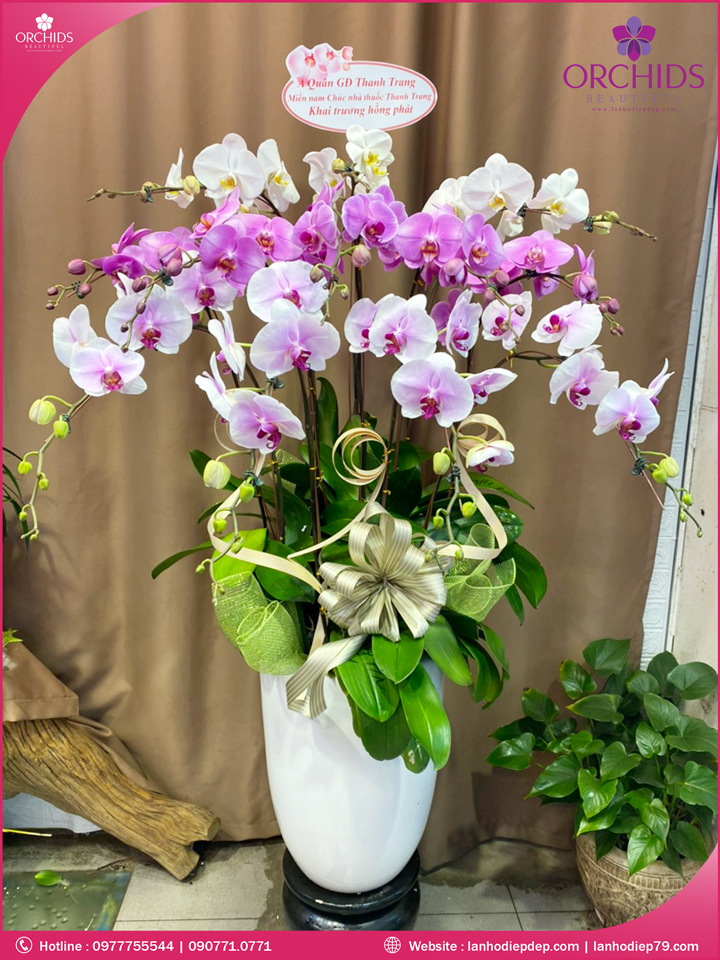 Chậu hoa lan hồ điệp trắng 12 cành