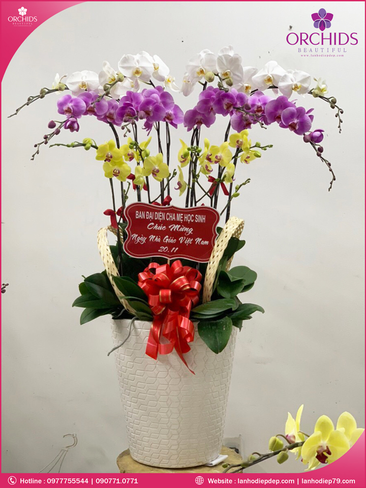 Chậu hoa lan hồ điệp đa sắc 12 cành