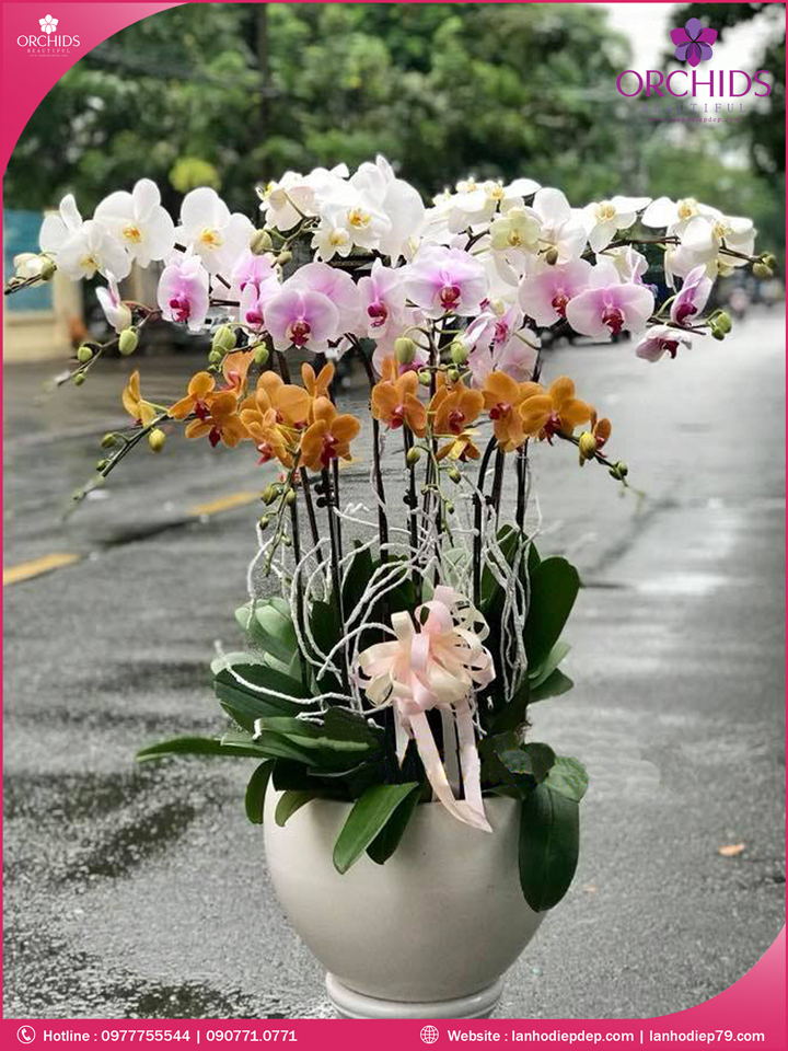 Chậu hoa lan hồ điệp đa sắc 12 cành