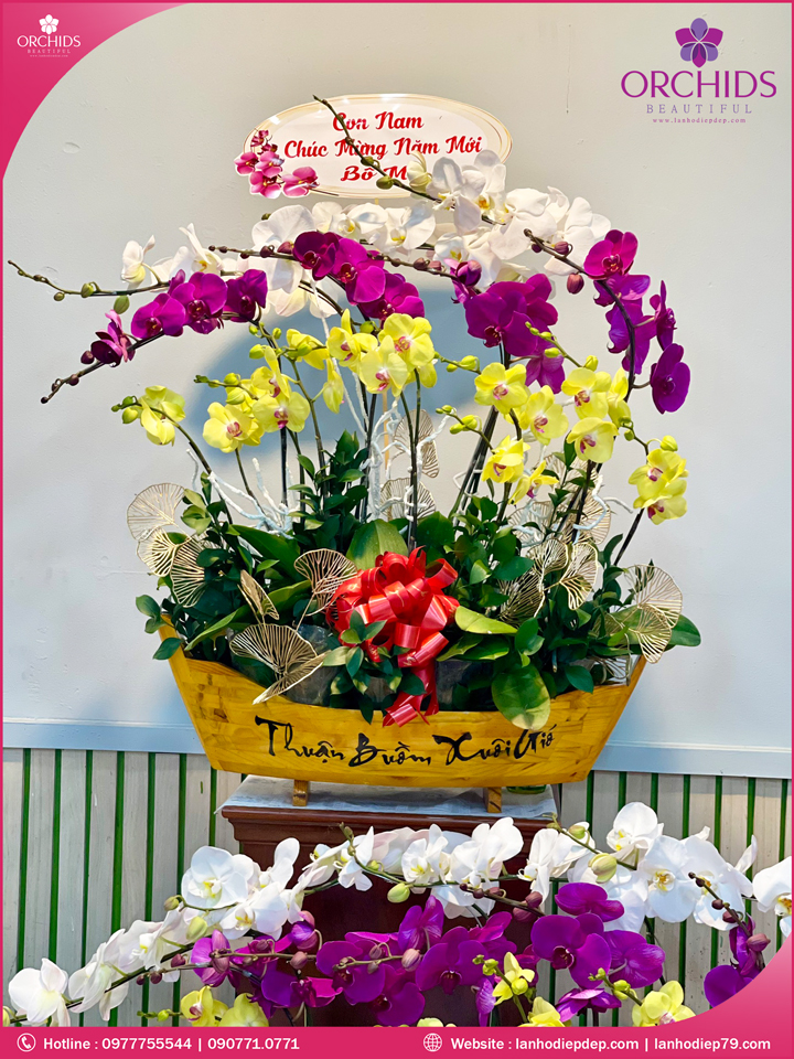 Chậu hoa lan hồ điệp đa sắc 12 cành