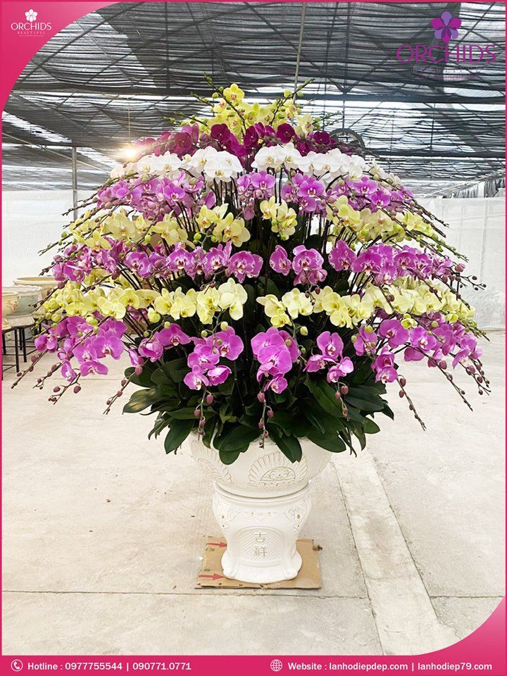 Chậu hoa lan hồ điệp đa sắc 120 cành