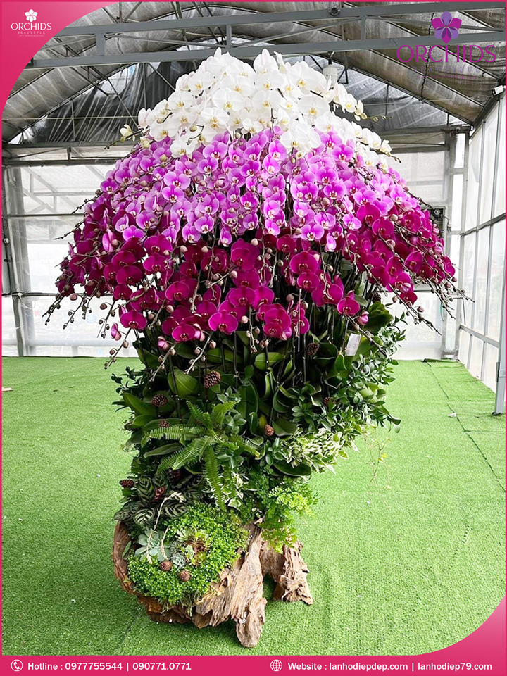 Chậu hoa lan hồ điệp đa săc ghép lũa 120 cành