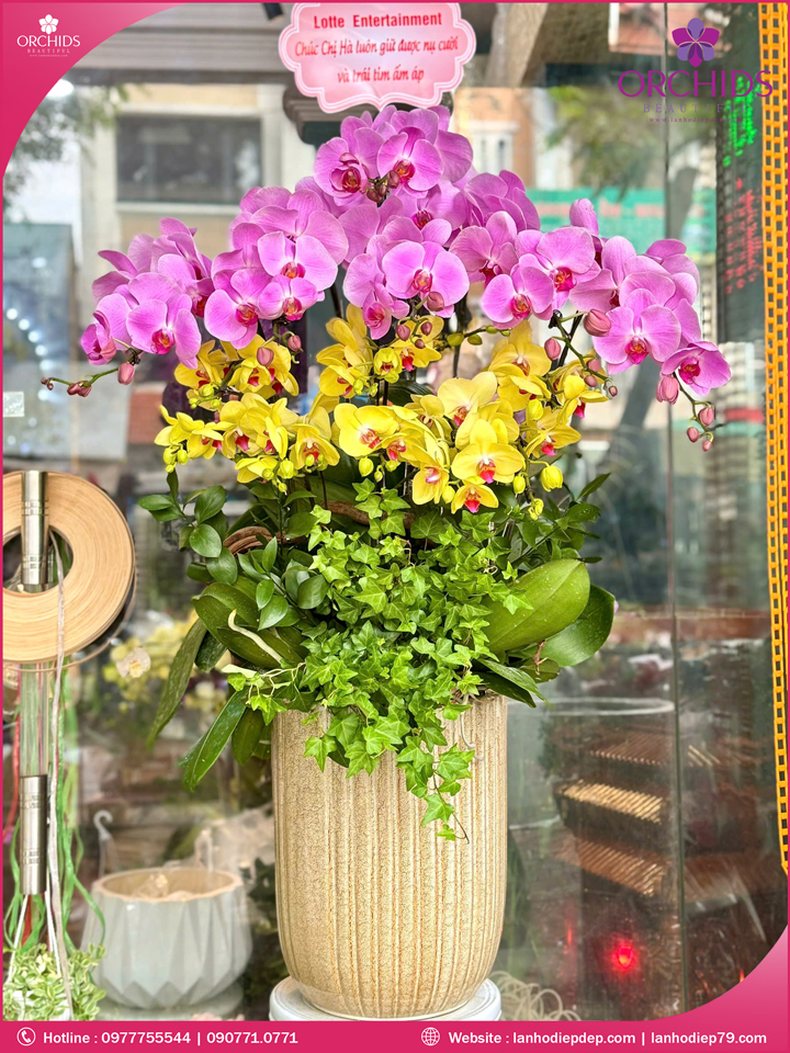 Chậu hoa lan hồ điệp đa sắc 14 cành