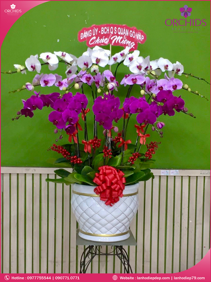Chậu hoa lan hồ điệp đa sắc 14 cành
