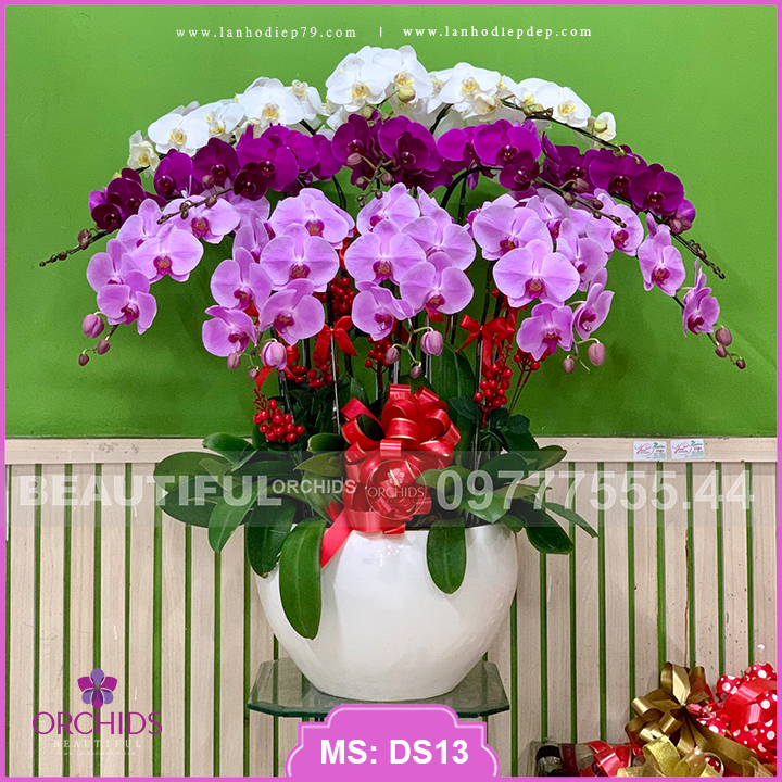 Chậu hoa lan hồ điệp 15 cành hoa đa sắc màu trắng, tím, hồng