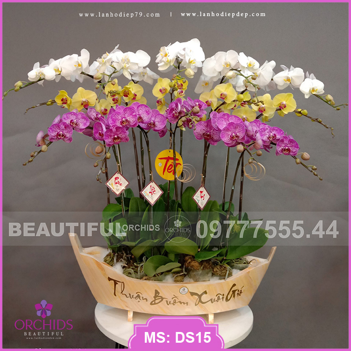 Mẫu lan hồ điệp 15 cành hoa được phối trên nền chậu thuyền giả đá có in chữ thuận buồm xuôi gió mang lại sự may mắn cho gia chủ