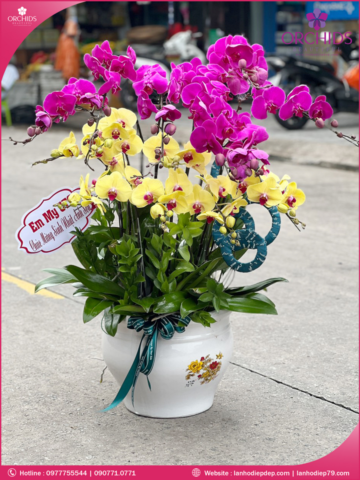 Chậu hoa lan hồ điệp đa sắc 15 cành