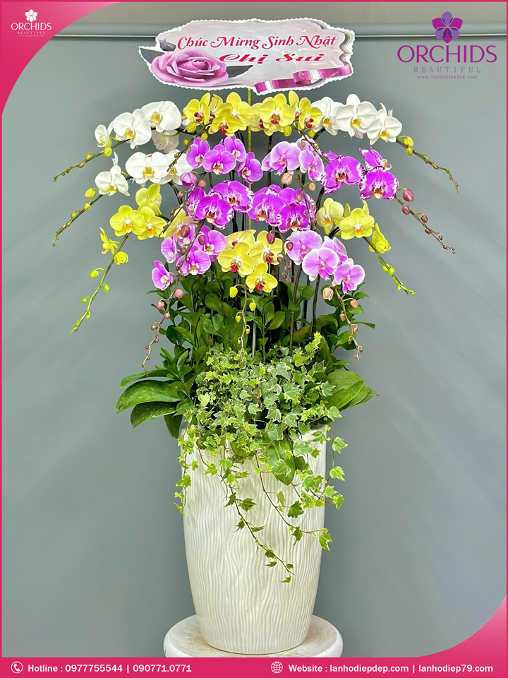 Chậu hoa lan hồ điệp đa sắc 15 cành
