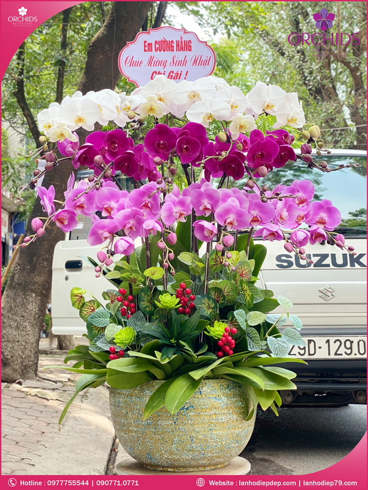 Chậu hoa lan hồ điệp đa sắc 15 cành