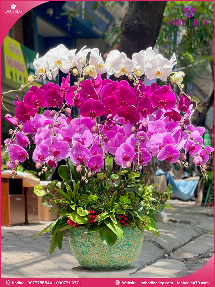Chậu hoa lan hồ điệp đa sắc 15 cành