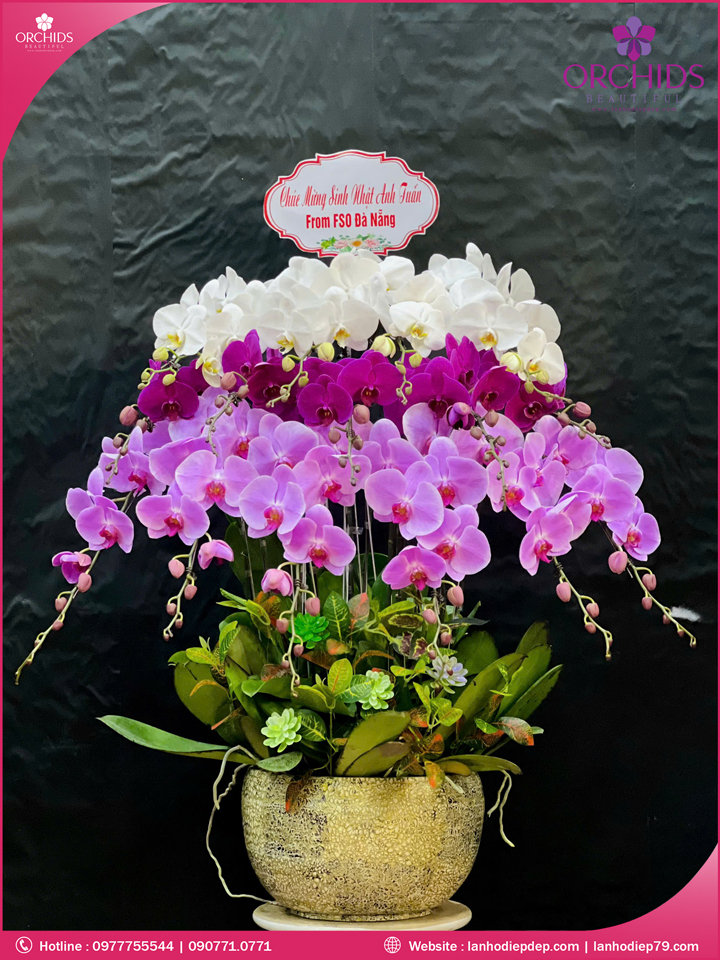 Chậu hoa lan hồ điệp đa sắc 15 cành