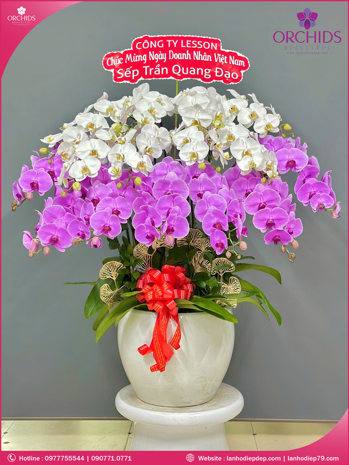 Chậu hoa lan hồ điệp đa sắc 15 cành