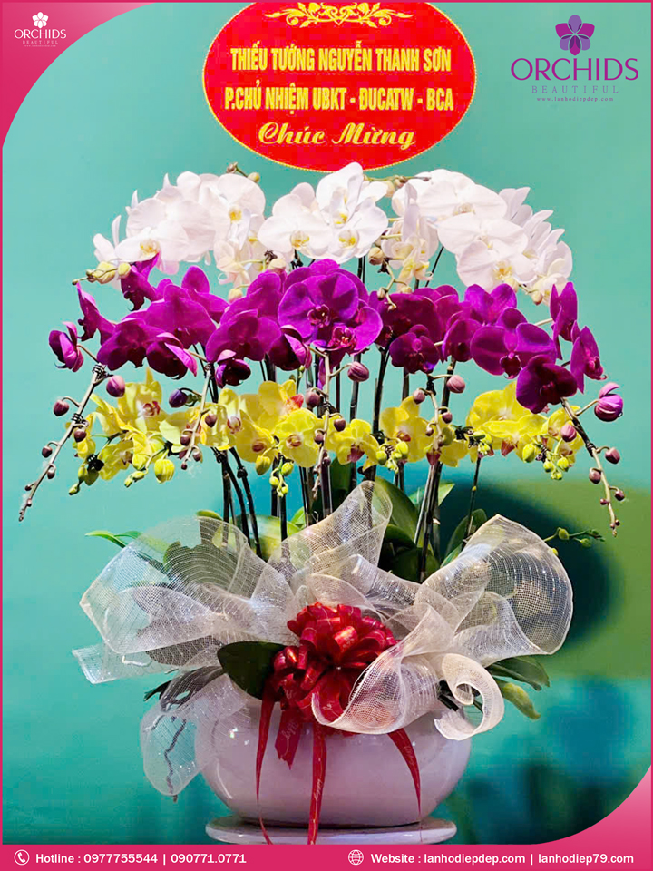 Chậu hoa lan hồ điệp đa sắc 15 cành