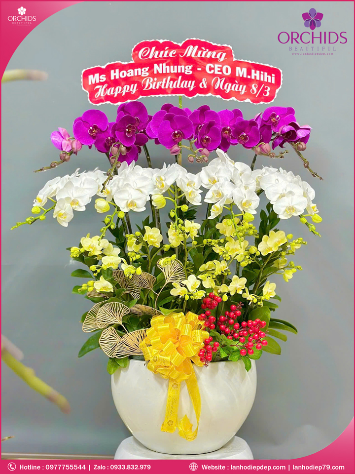 Chậu hoa lan hồ điệp đa sắc 15 cành