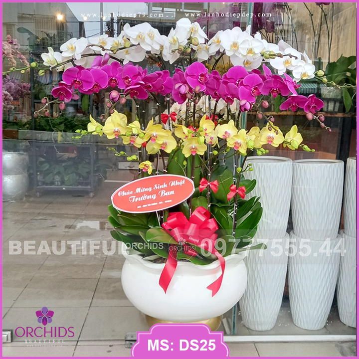 Chậu hoa lan hồ điệp đẹp giá cực rẻ