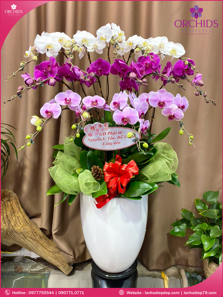 Chậu hoa lan hồ điệp đa sắc 15 cành