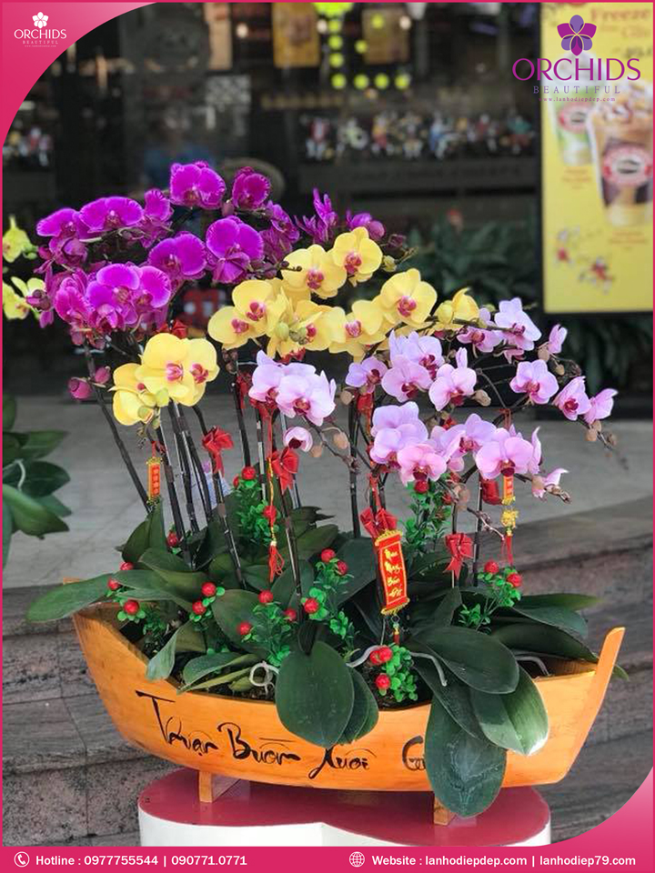Chậu hoa lan hồ điệp đa sắc 15 cành
