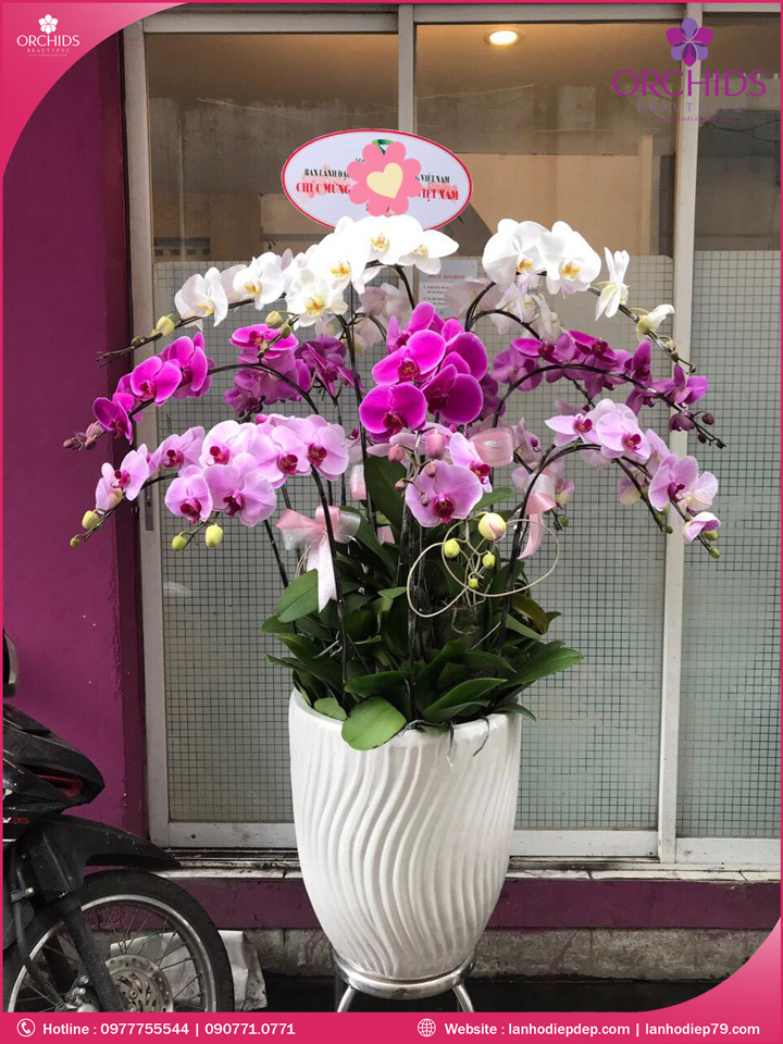 Chậu hoa lan hồ điệp đa sắc 15 cành