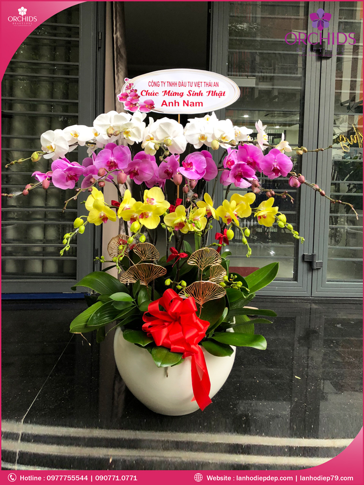 Chậu hoa lan hồ điệp đa sắc 15 cành
