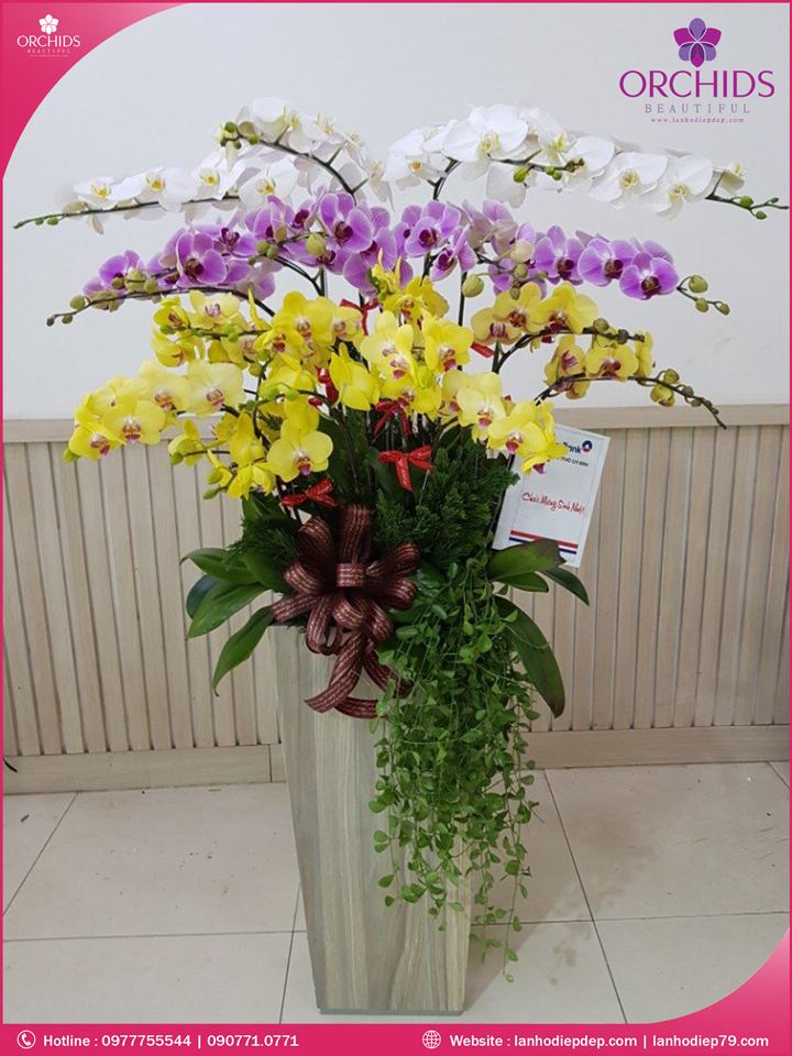 Chậu hoa lan hồ điệp đa sắc 17 cành