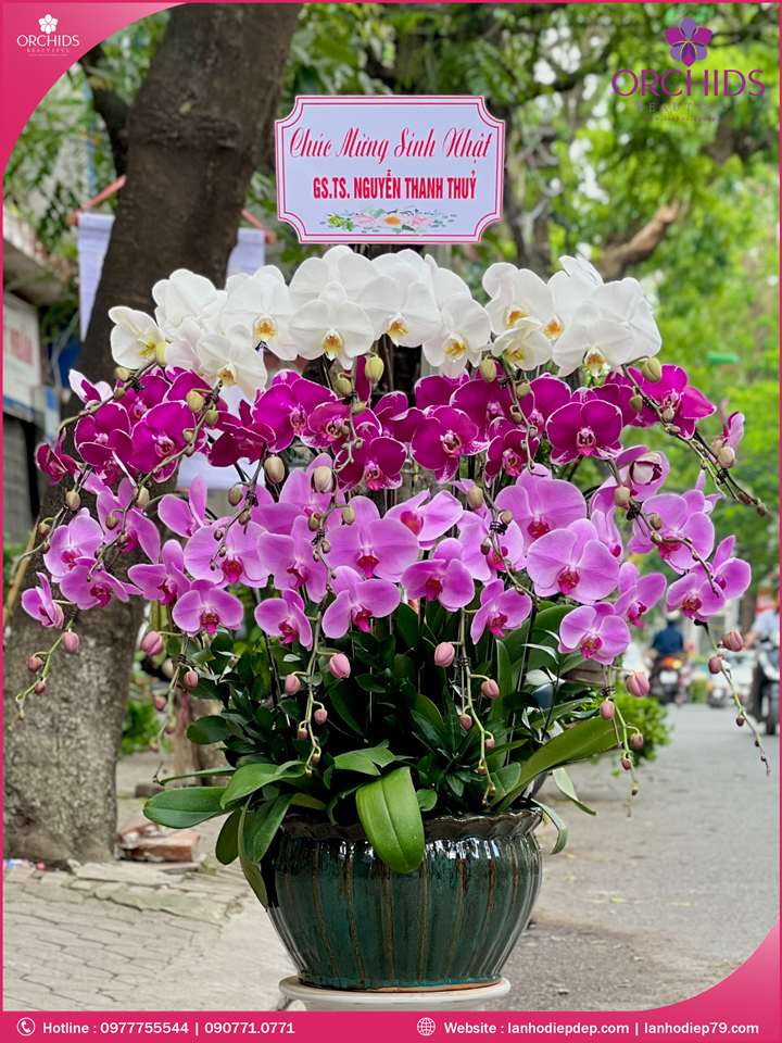 Chậu hoa lan hồ điệp đa sắc 18 cành